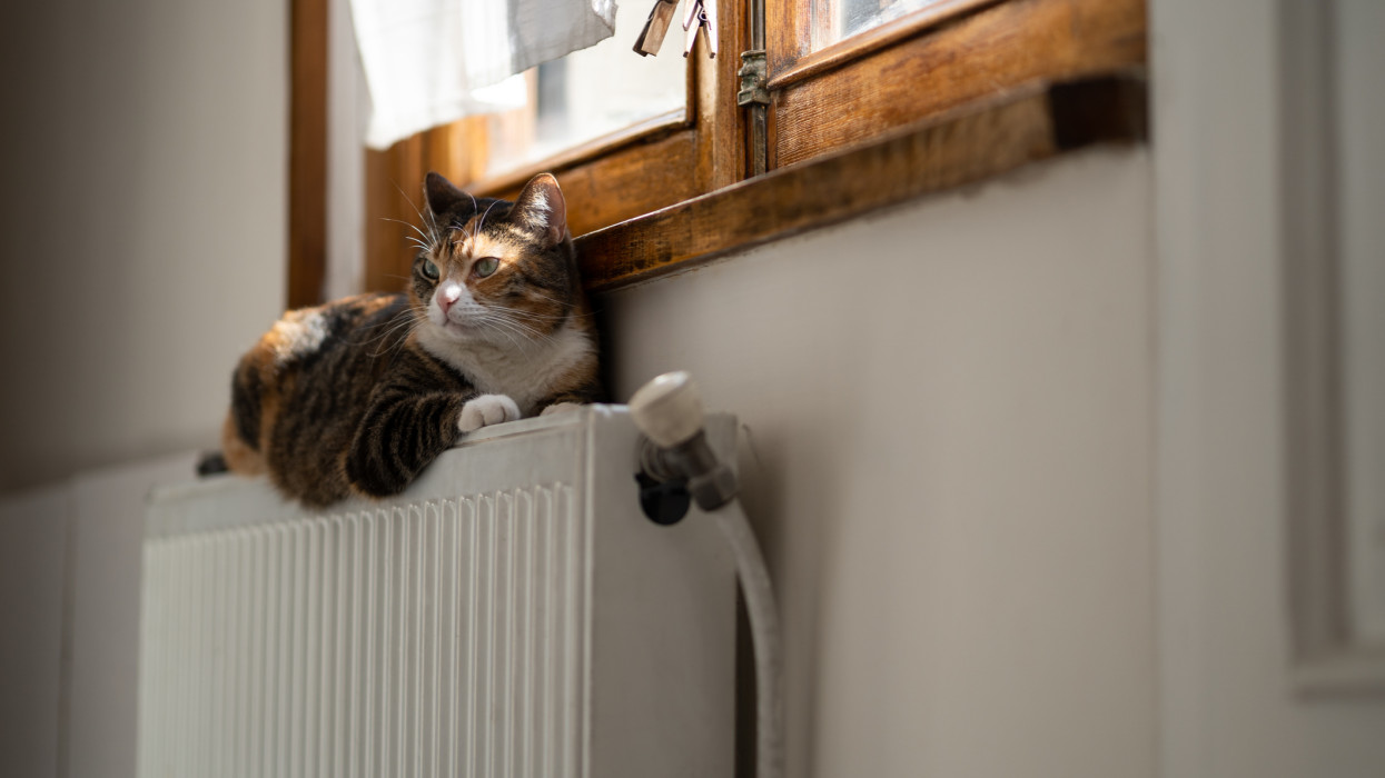 Fluffy three colored cat relaxing on cozy battery indoors. Heating season is time for warm radiator on which pet lies. Cute kitten lying on hot radiator in apartment. Comfort in cold weather outdoors.