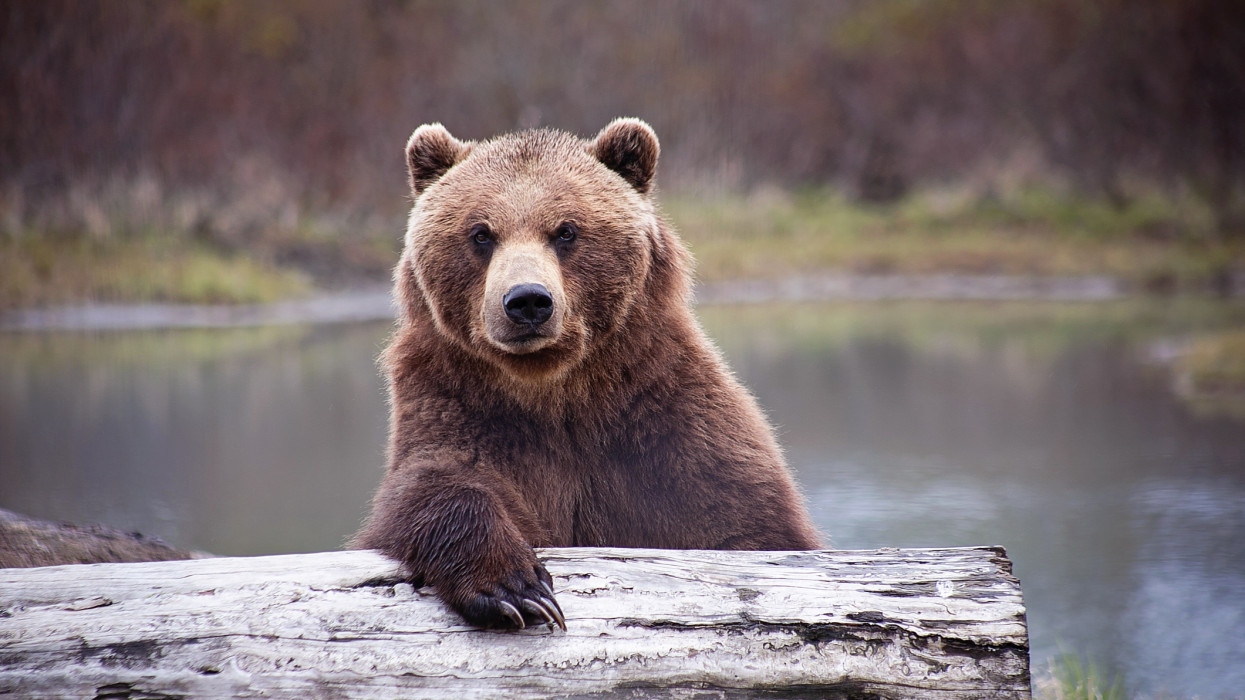 Brown bear relaxing on a log near a pond