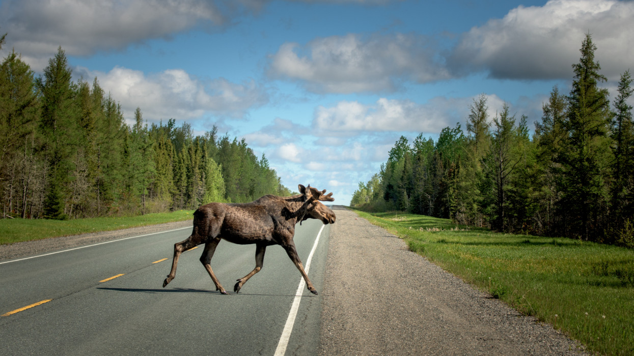 Moose crossing the road at in Northern Ontario, Canada