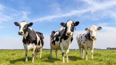 Küszöbön egy újabb világjárvány? Megjelent a madárinfluenza a tejelő tehenekben