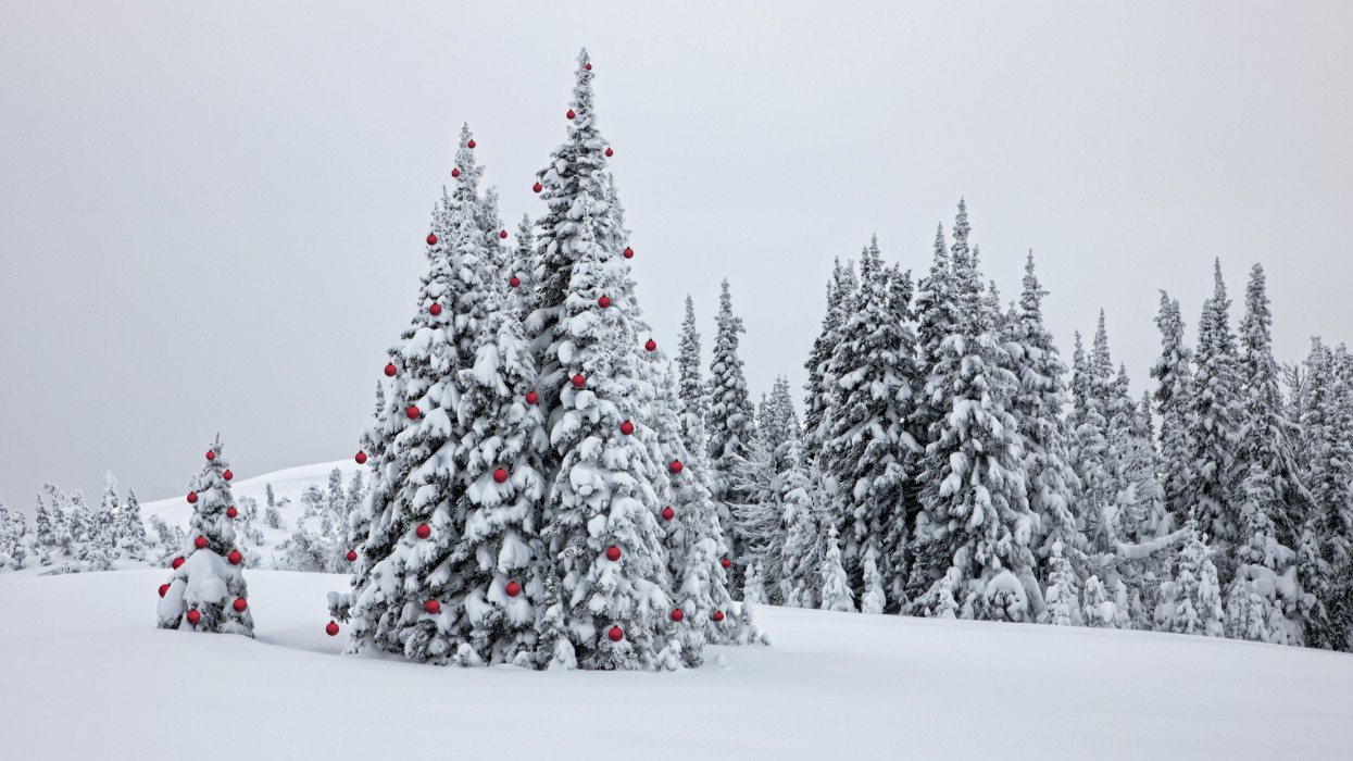 Snow covered trees decorated with red christmas ornaments