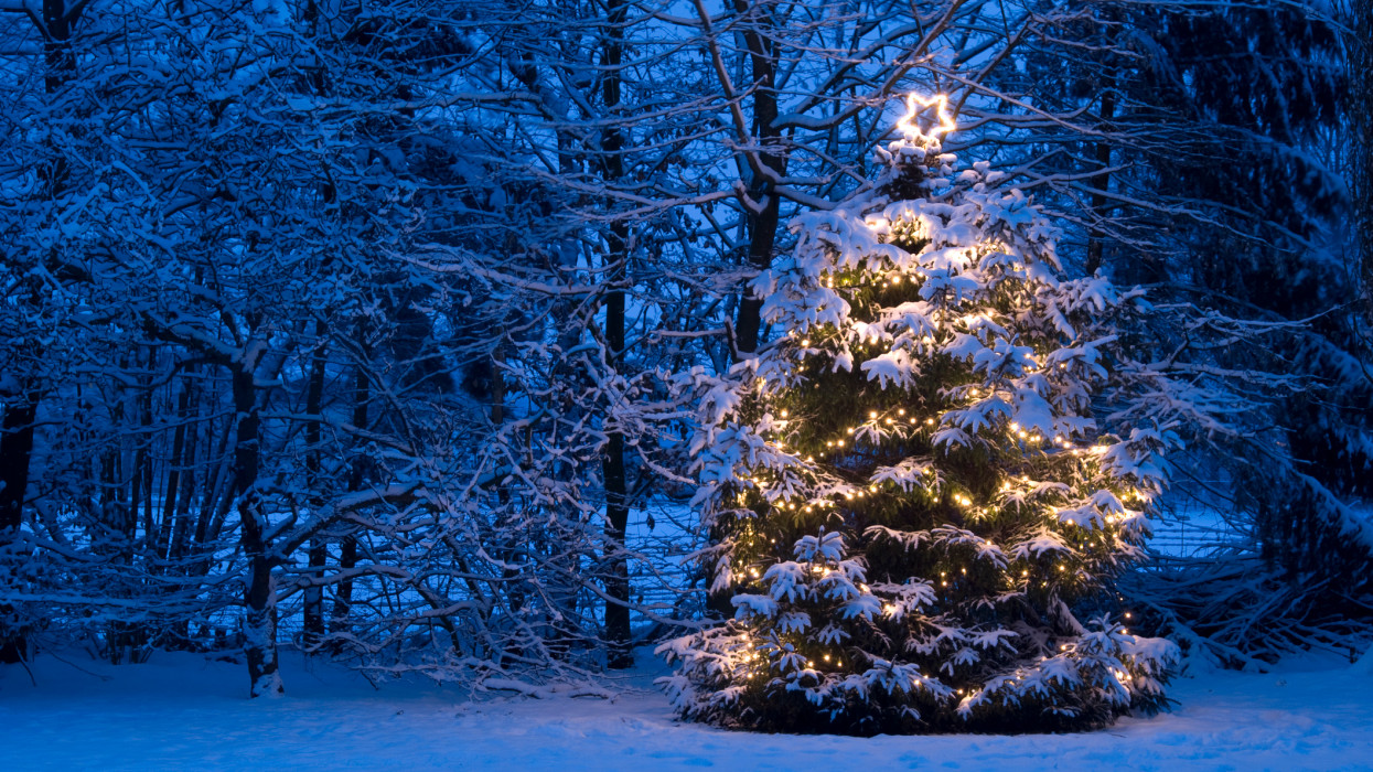 Natural christmas tree with christmas lights and lighted star on top during dawn is standing out in the snow and has snow on the branches. The scene is in a frozen blue color.