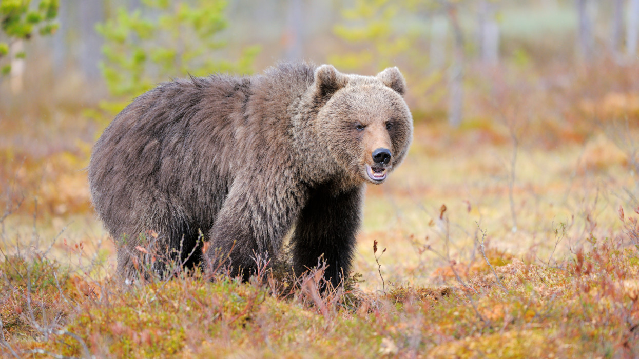 Egyre több medvét látnak Magyarországon: veszélyre figyelmeztetik a lakosokat errefelé