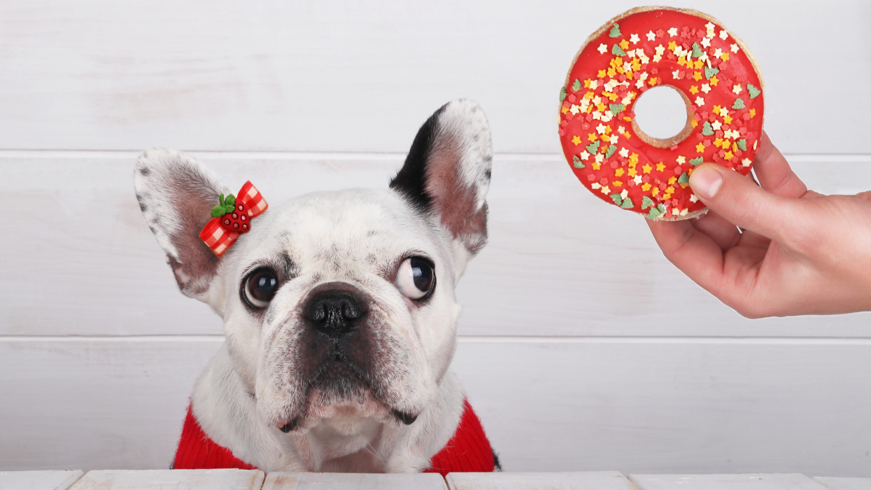 7 ünnepi étel, amit soha ne adj a kutyádnak: bele is halhat!