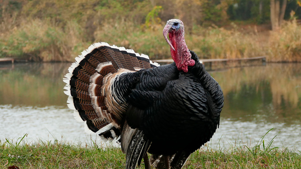 Large turkey cock walking with feathers open.