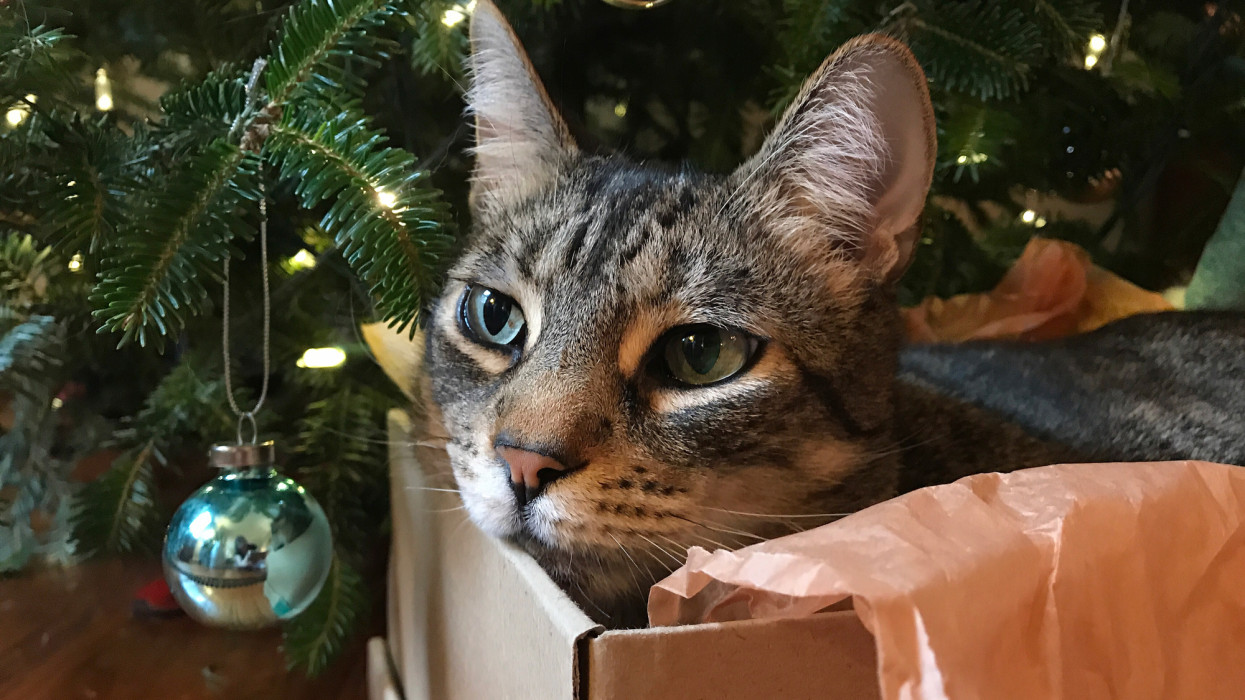Tabby cat in a cardboard box.