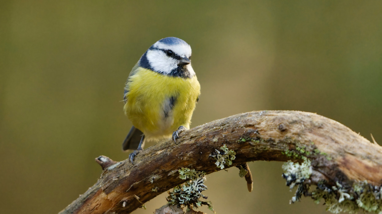 Eurasian blue tit (Cyanistes caeruleus) sitting on a branch in the forest in fall.