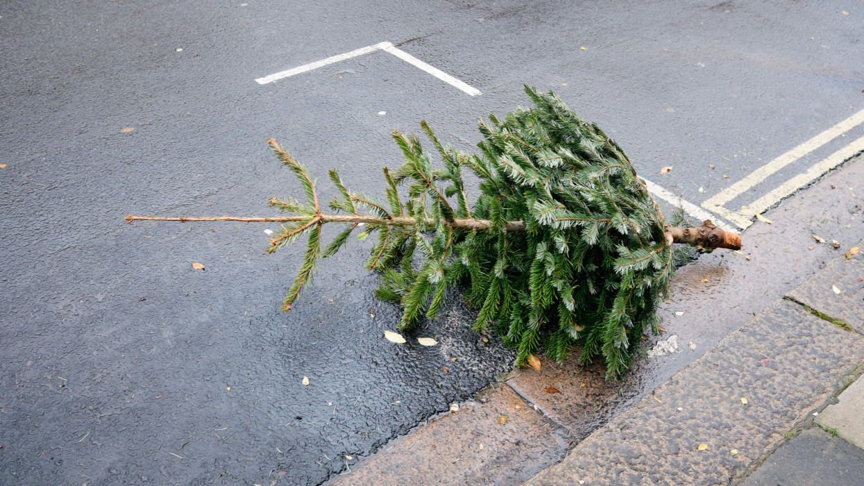 Abandoned Real Christmas Tree on the City Streets