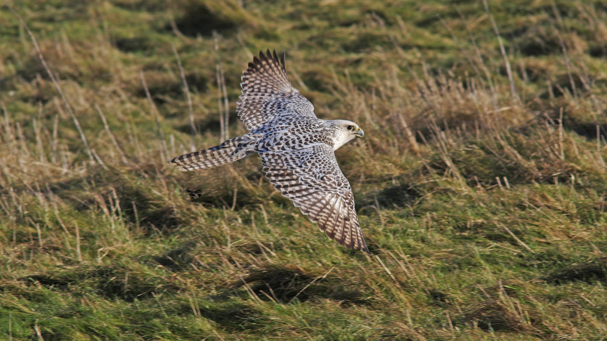 A Gyr Saker Falcon in flight. Picture taken on the 15th of February 2018. Swindon, Wiltshire, England
