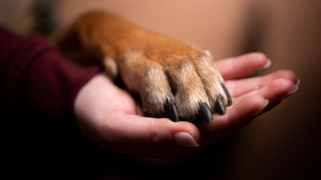 Dogs paw on a human hand. Image of friendship between man and dog.