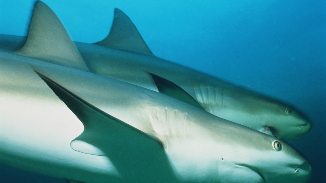 Caribbean reef sharks can grow to around 3m (10 ft) in length. They are found in the waters of the western Atlantic and Caribbean.