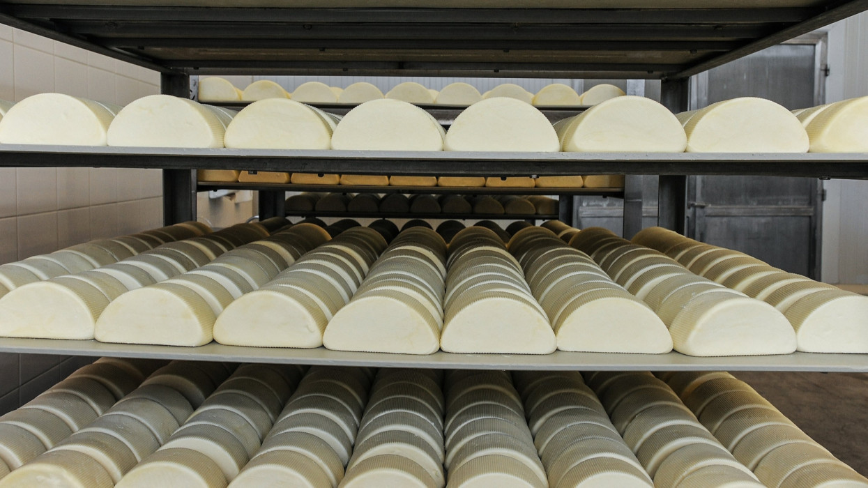 Hajdúböszörmény, 2018. június 30.Félkör alakúra formázott sajt. A Kõröstej Kft. Hajdúböszörményi Üzemében napi 250.000 liter tejet dolgoznak fel és gyártanak belõle nagyrészt kashkaval és trappista sajtot. A társaság  hajdúböszörményi üzemébe nagyüzemek, mezõgazdasági vállalkozások és õstermelõk szállítják a tejet. MTVA/Bizományosi: Oláh Tibor ***************************Kedves Felhasználó!Ez a fotó nem a Duna Médiaszolgáltató Zrt./MTI által készített és kiadott fényképfelvétel, így harmadik személy által támasztott bárminemû  különösen szerzõi jogi, szomszédos jogi és személyiségi jogi  igényért a fotó készítõje közvetlenül maga áll helyt, az MTVA felelõssége e körben kizárt.