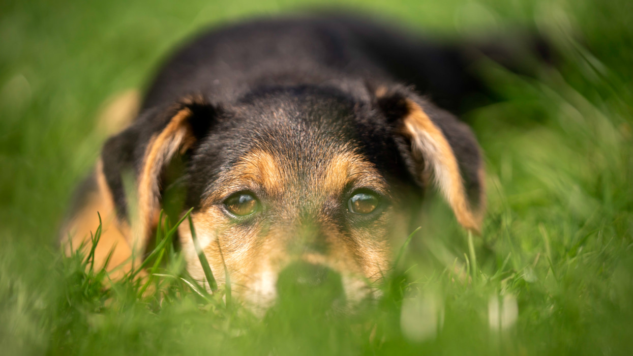 The young puppy lies on the lawn in the sun and rests. Outdoor photo