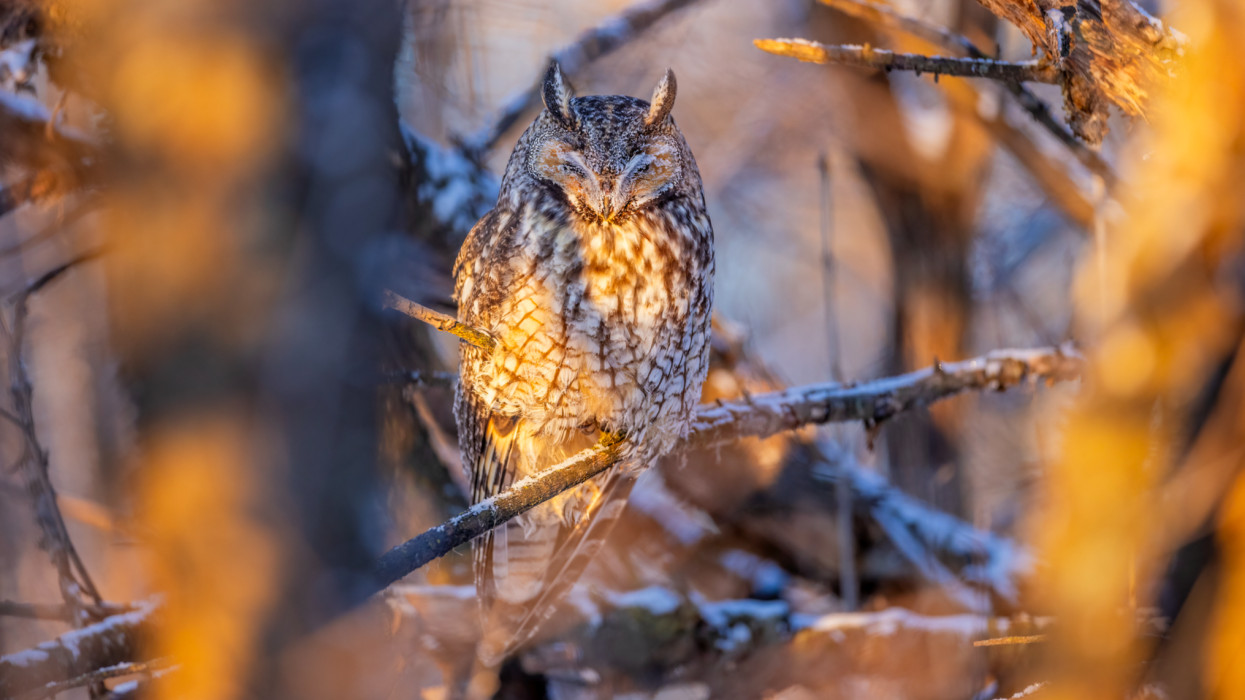 A Long Eared Owl soaks up the morning sunshine to thaw out from the evenings deep freeze.