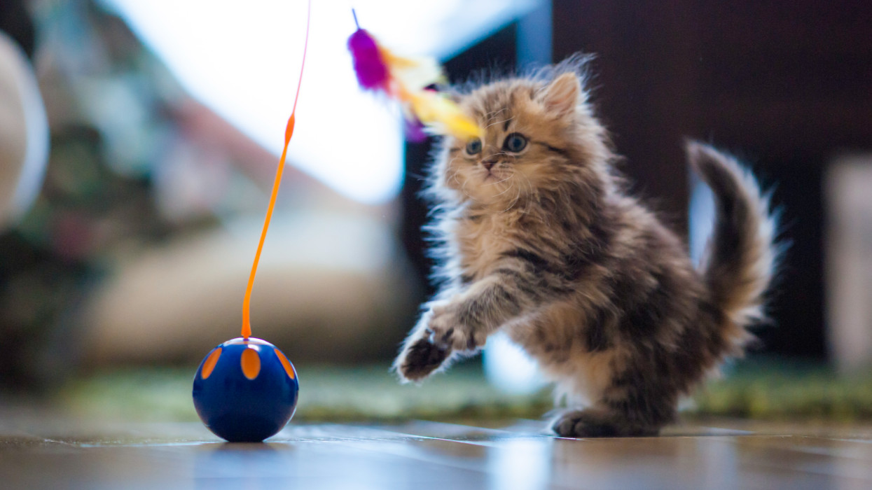 Brown persian kitten prepares to pounce on toy