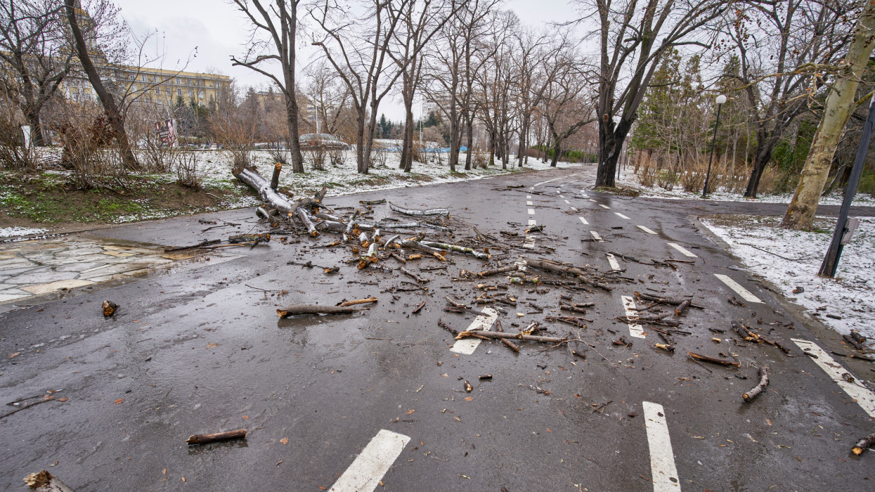 Varna, Bulgaria; January 27, 2021; Uprooted and fallen trees after winter storm in a public park. Broken and downed trunks and branches.