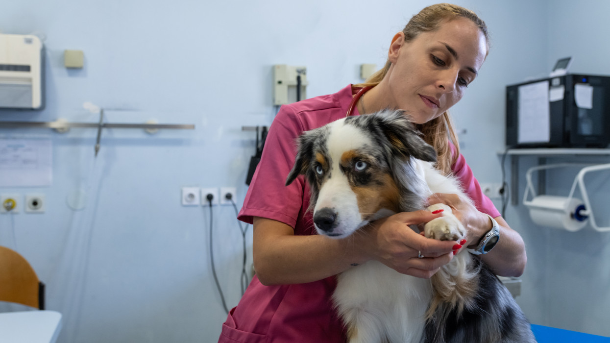 American Miniature Shepherd in the care of a veterinarian and a veterinary technician at a veterinary clinic. The veterinarian examines  his painful leg.