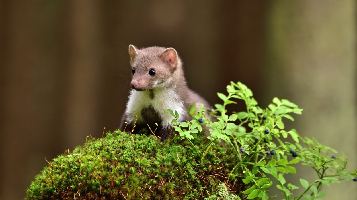 Stone (Beech) marten (Martes foina) in its natural environment - on the stump with blueberries in the forest, Europe