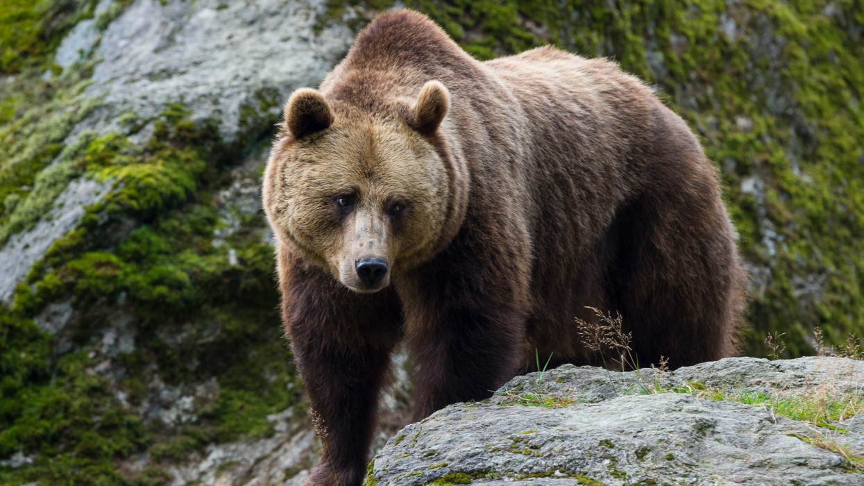 European Brown Bear, Ursus arctos, Bavaria, Germany