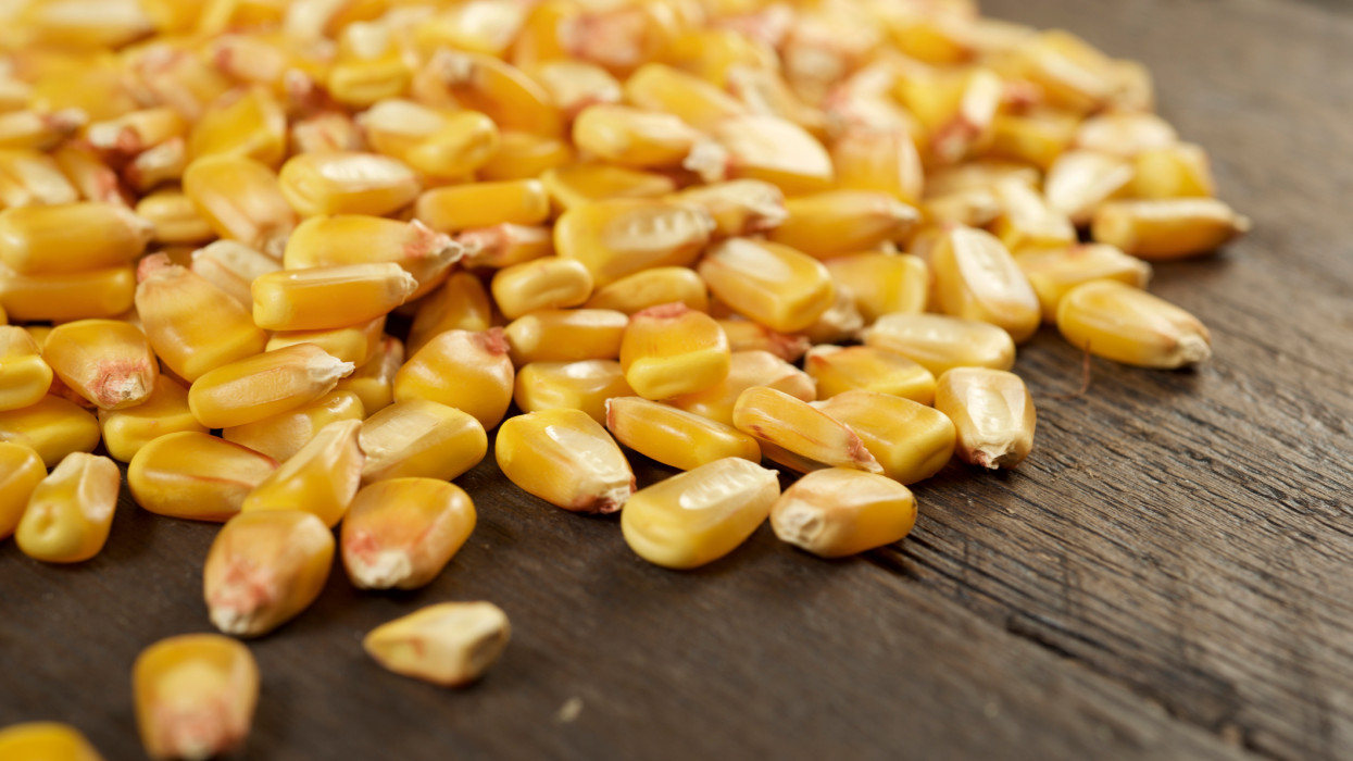corn seed kernel