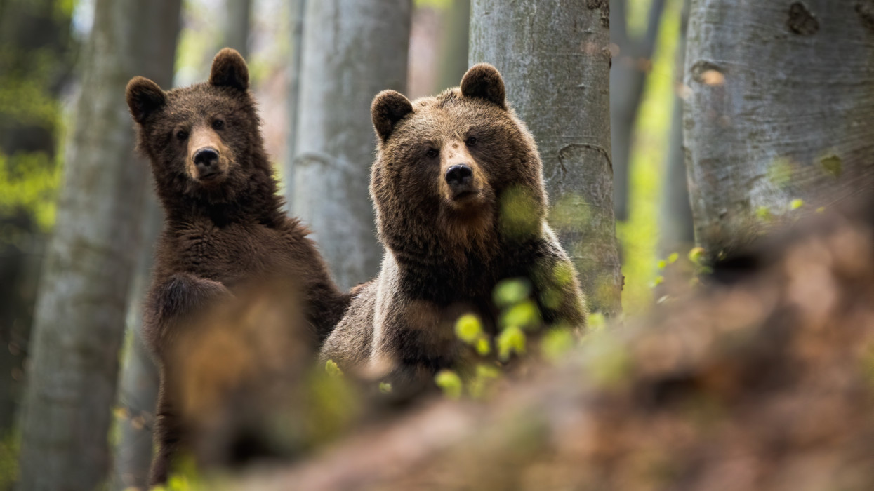Little cube of brown bear, ursus arctos, standing and laying his paw on his fluffy mother among the trees. A pair of forest predators posing in the beechwood. Bear family in the forest.