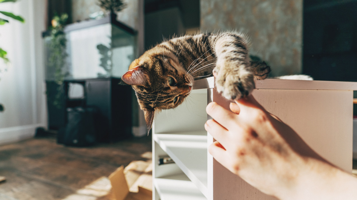 Woman with cat assembling diy furniture at home