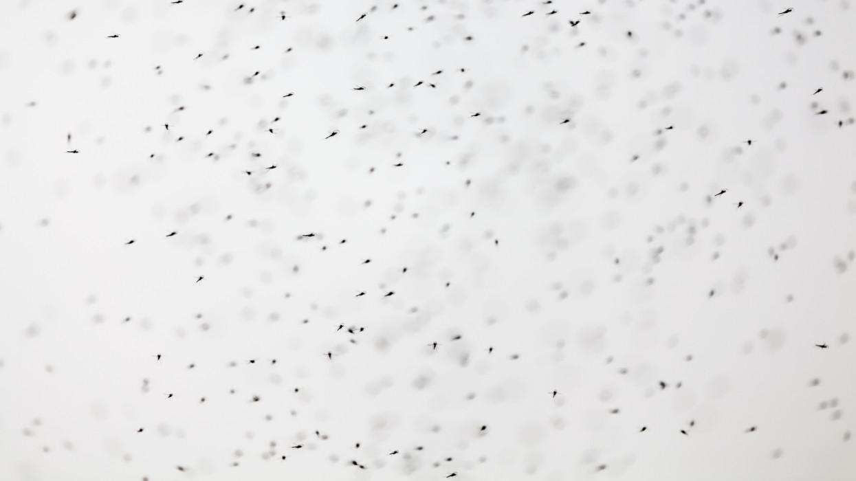 View of thousands of small flies on Lake Bulunkul in Tajikistan