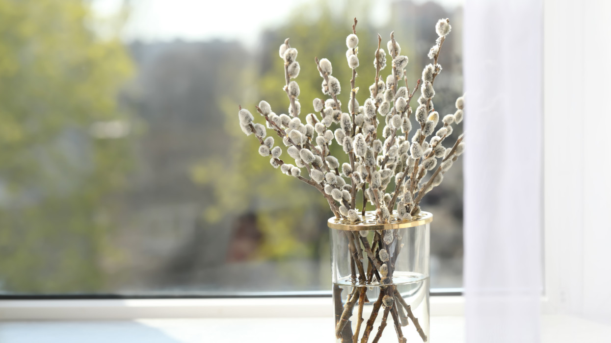 Beautiful pussy willow branches in glass vase on window sill indoors, space for text