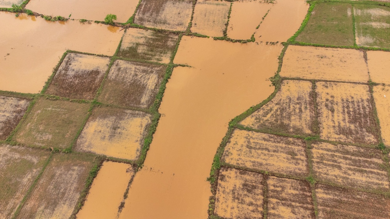 Aerial view of flooded rice fields
