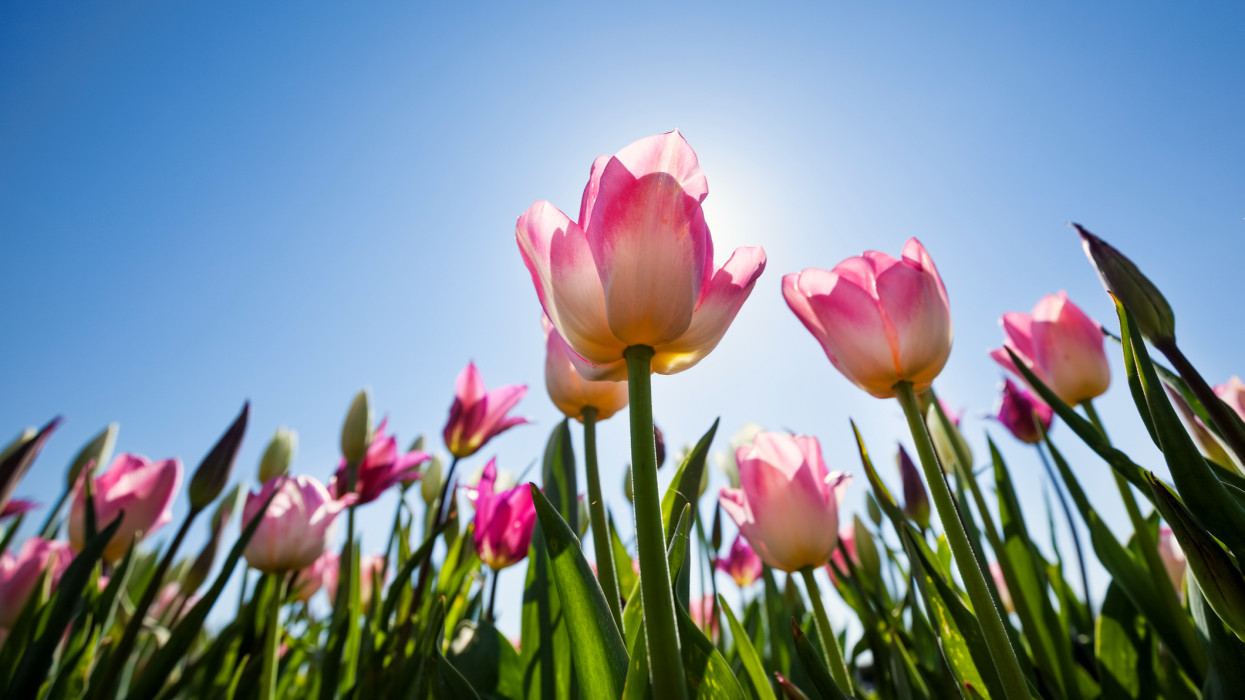 Így vehetsz a piaci ár töredékéért virágot: rengeteg pénzt spórolhatsz tavasszal