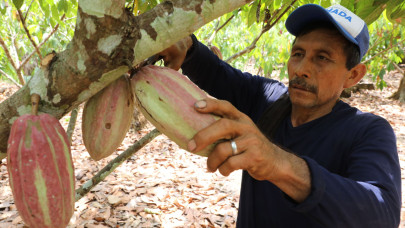 Így nyerészkednek a világ leggazdagabbjai a kakaókatasztrófán: amihez nyúlnak, arannyá válik