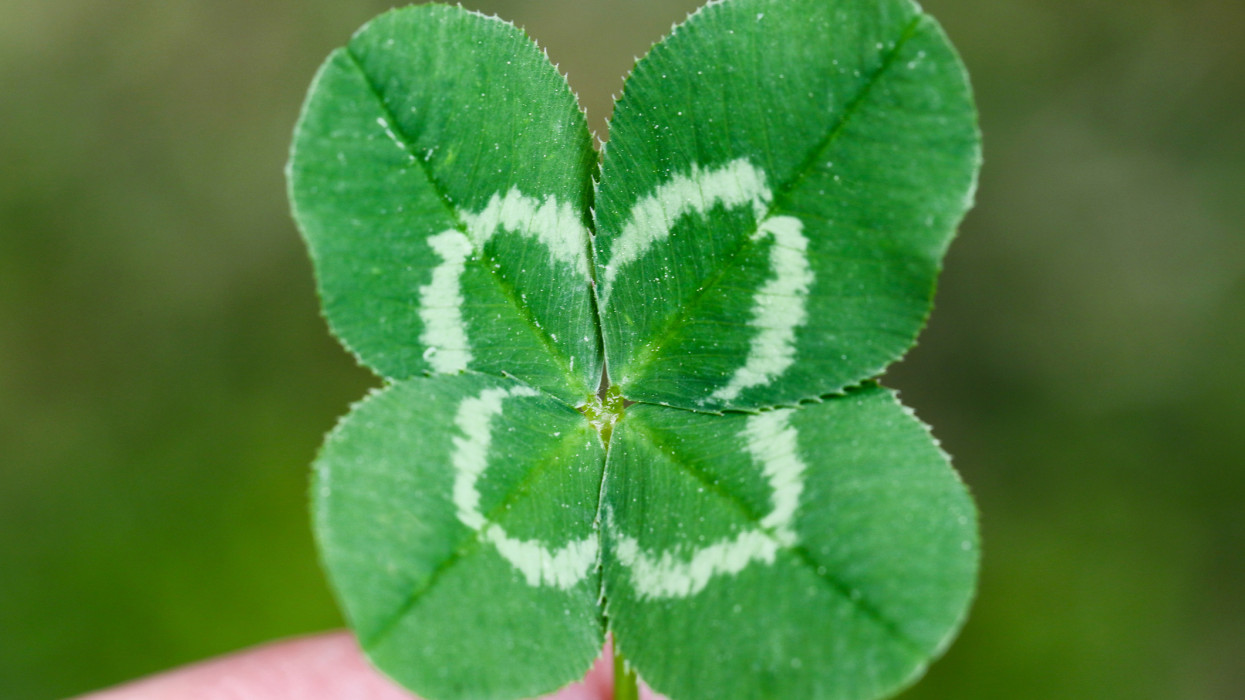 Close-up of a rare four leaf clover, for many a symbol of luck and hope.