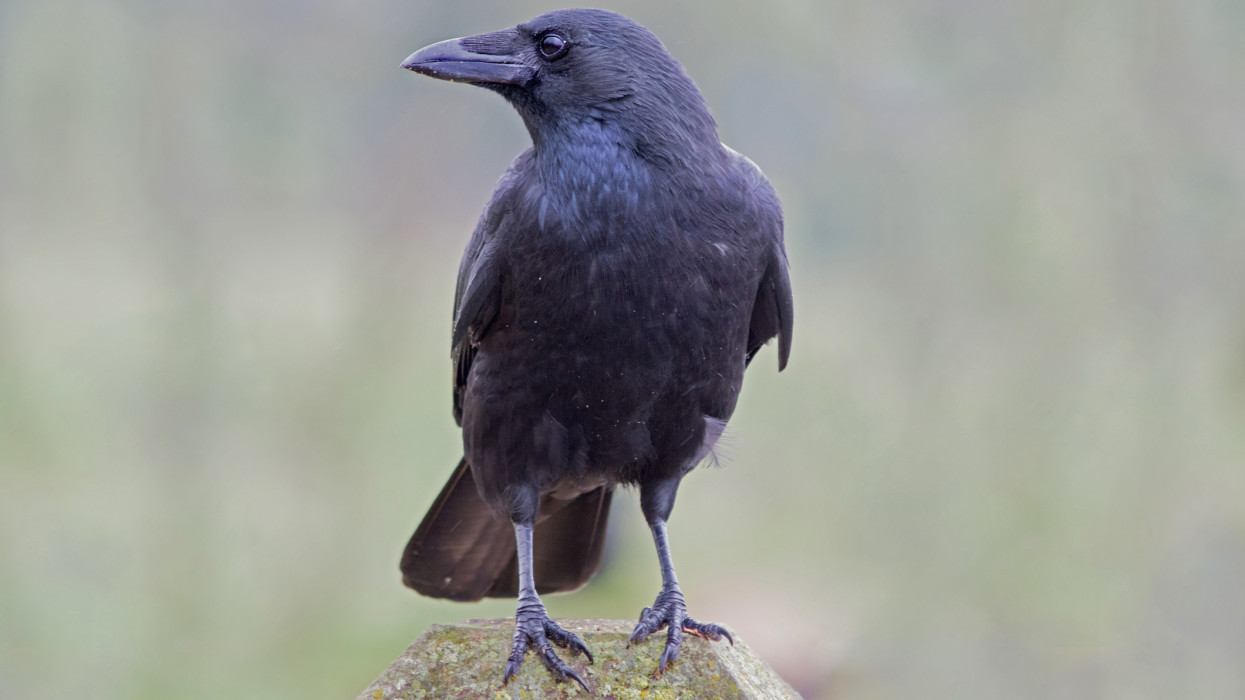 Single black Crow perched on a wooden stump