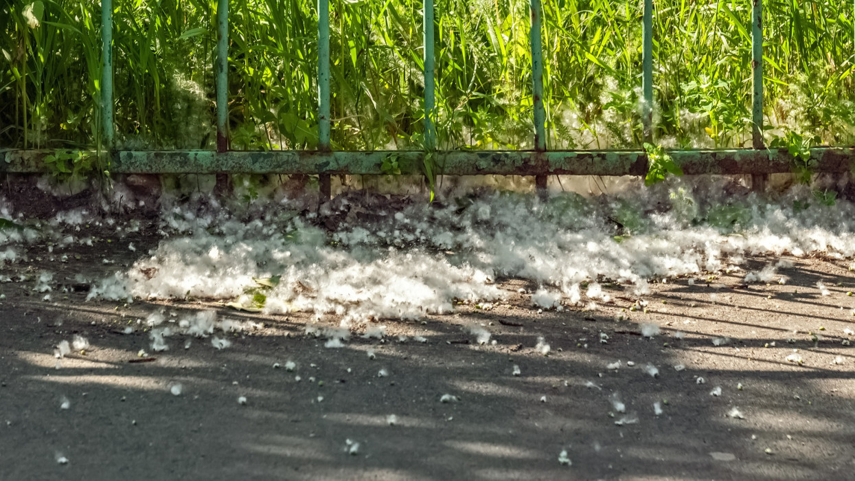 Poplar fluff fell on the pavement near the iron grille of the fence.