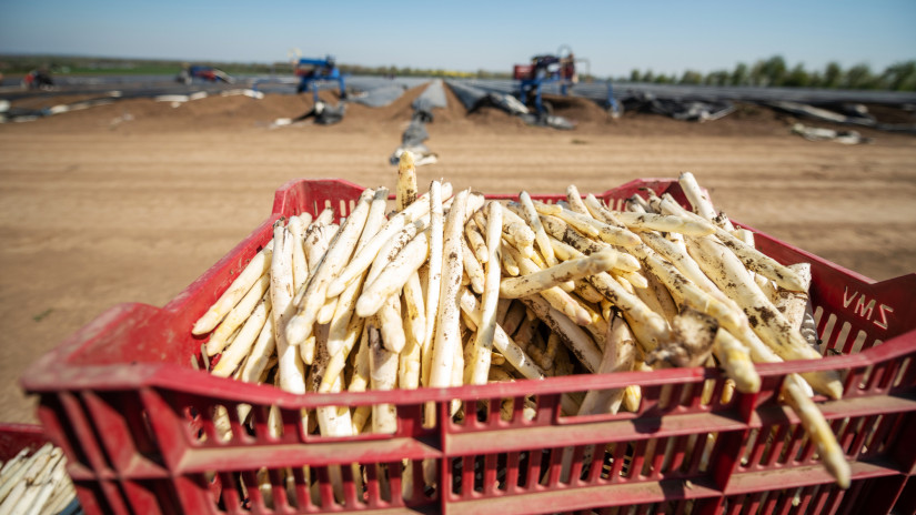 Méregdrága lett a tavasz luxuszöldsége: itt még féláron megszedheted magad - indul a szezon