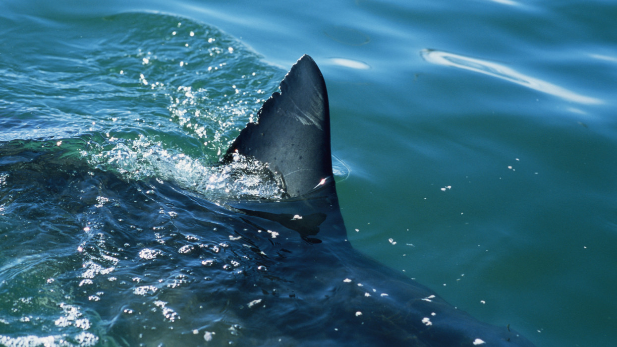 Mi folyik itt, tényleg cápa úszkál a Balatonban? Videón a félelmetes állat, kiderült, hogy került oda