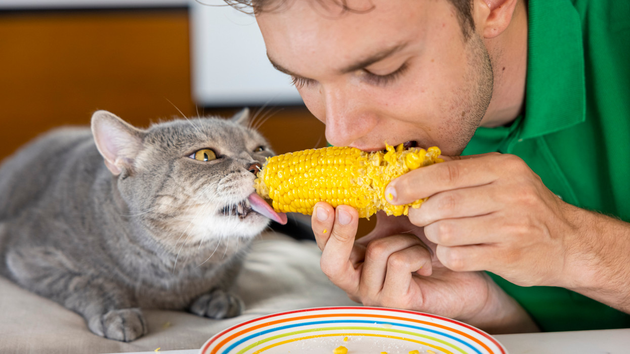 Obese cat eating fresh corn with owner