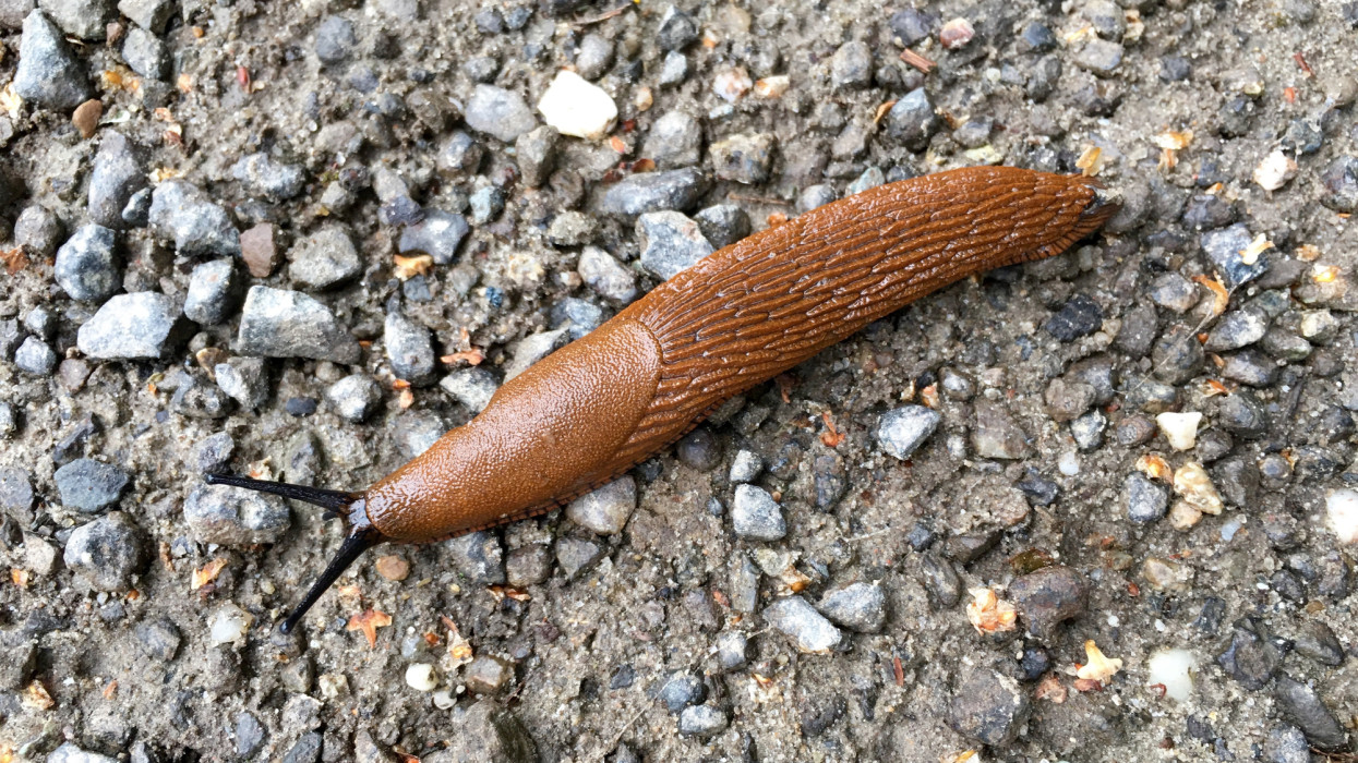 Spanish slug on a way with many small stones (Arion vulgaris)