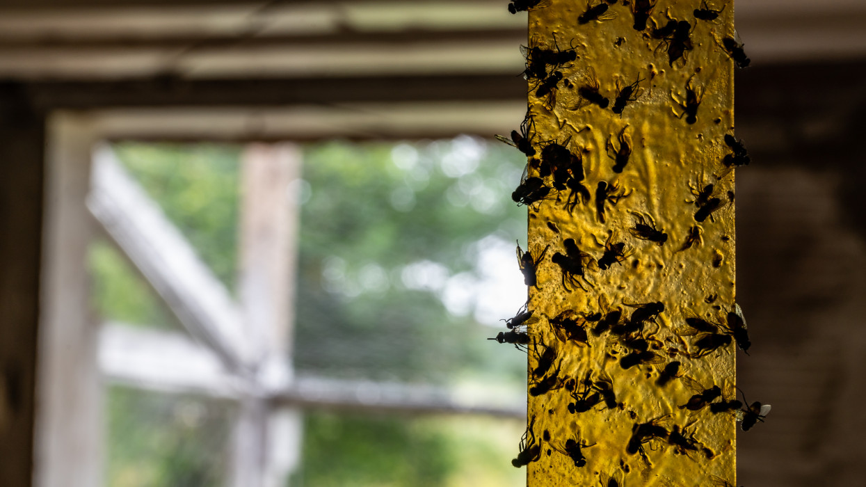 Strip of yellow sticky fly paper covered with insects. High quality photo