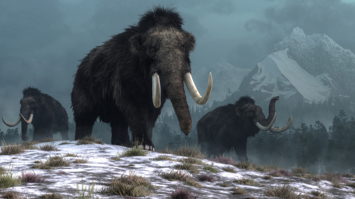 A trio of woolly mammoths trudges over snow covered hills.  Behind them, mountains with snow covered peaks rise above dark green forests of fir trees. 3D Rendering