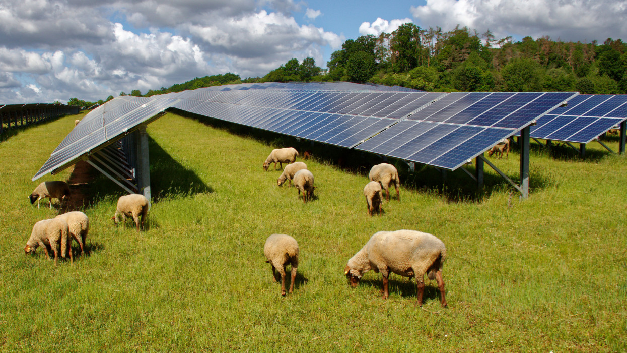 solar panels with grazing sheep