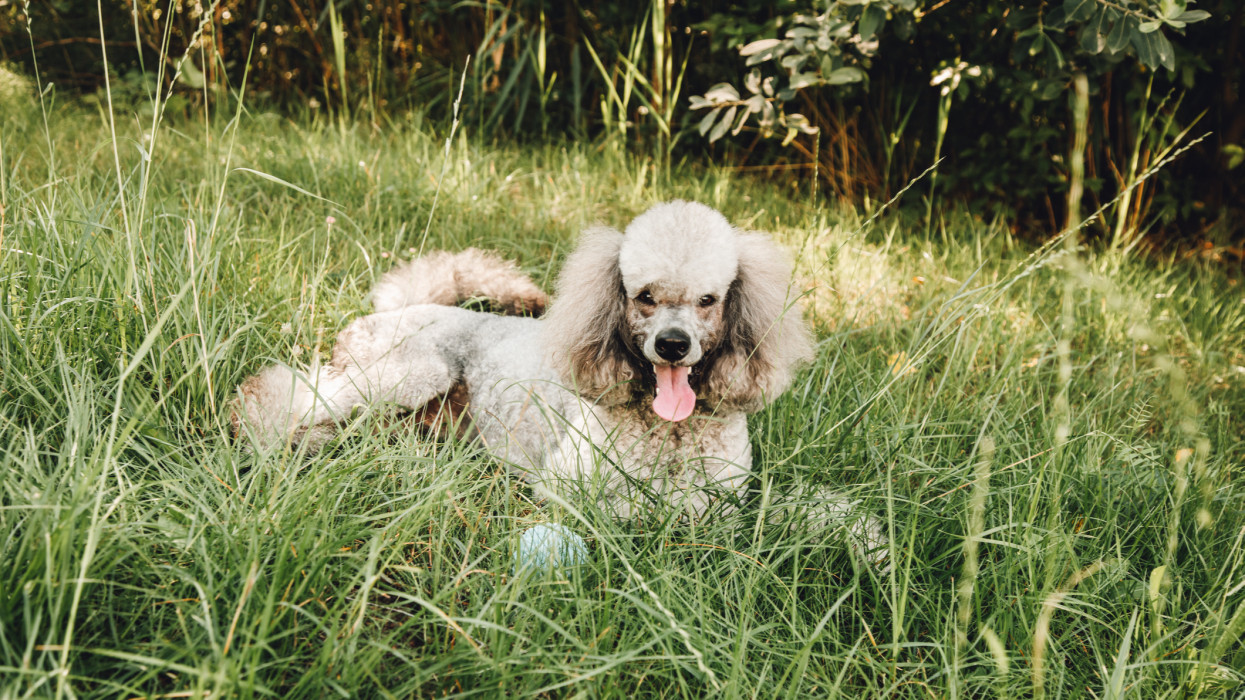 Paws in green paradise: Green meadow becomes paradise for charming gray poodle, resting gracefully among sun-kissed blades of grass, creating picture of serenity and joy