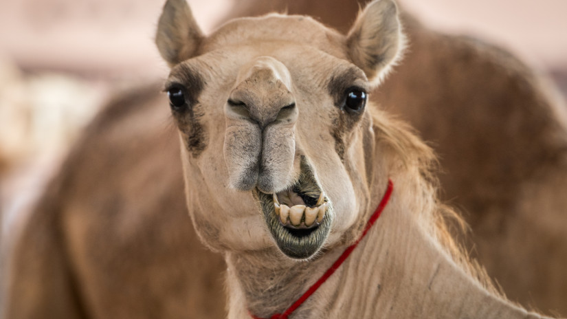 Agyad eldobod: teveverseny-csapatba fektet be a volt Juve-sztár, vajon jó ötlet?