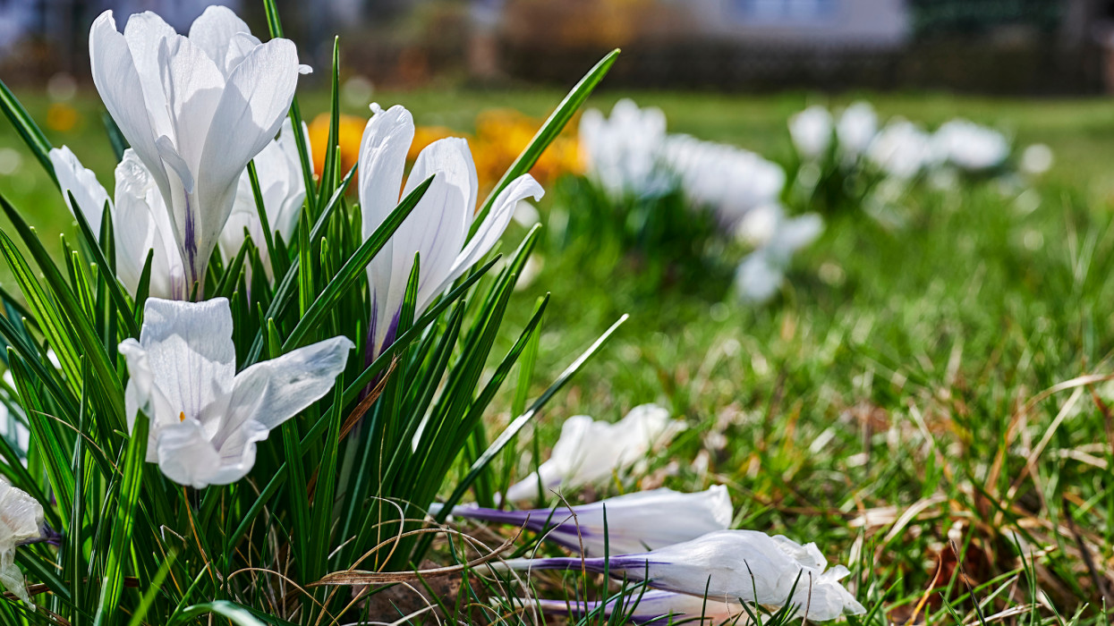 A krókuszok (Colchicum Autumnale) virágai egy réten a napsütésben.