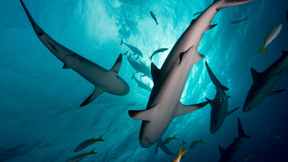 Bemutatjuk az RTL újdonsült Cápáját: így kereste meg milliárdjait Varga Sándor - de ki ő valójában?