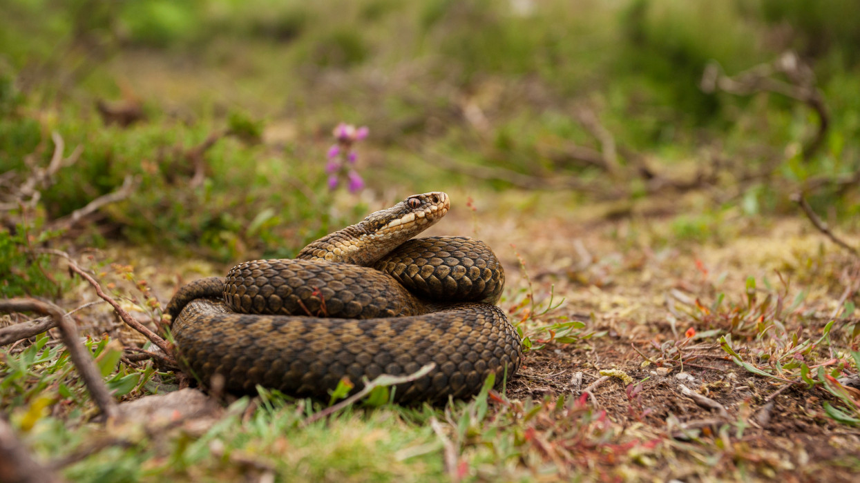 Keresztes vipera vagy sikló? Így néz ki a keresztes vipera: ezt kell tenni viperamarás esetén