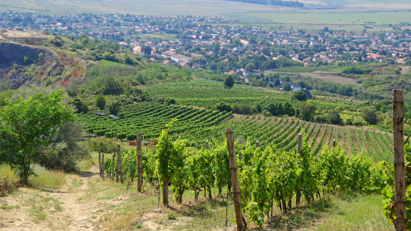 Megkongatták a vészharangot a borászok: drámai a helyzet - mi lesz így sokak kedvenc ünnepi italával?