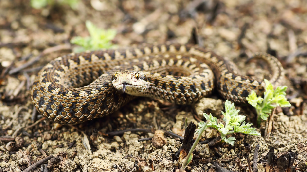 Veszélyes a magyar homoki vipera? A vipera elterjedése Magyarországon: ezt kell tenni, ha kígyóval találkozunk