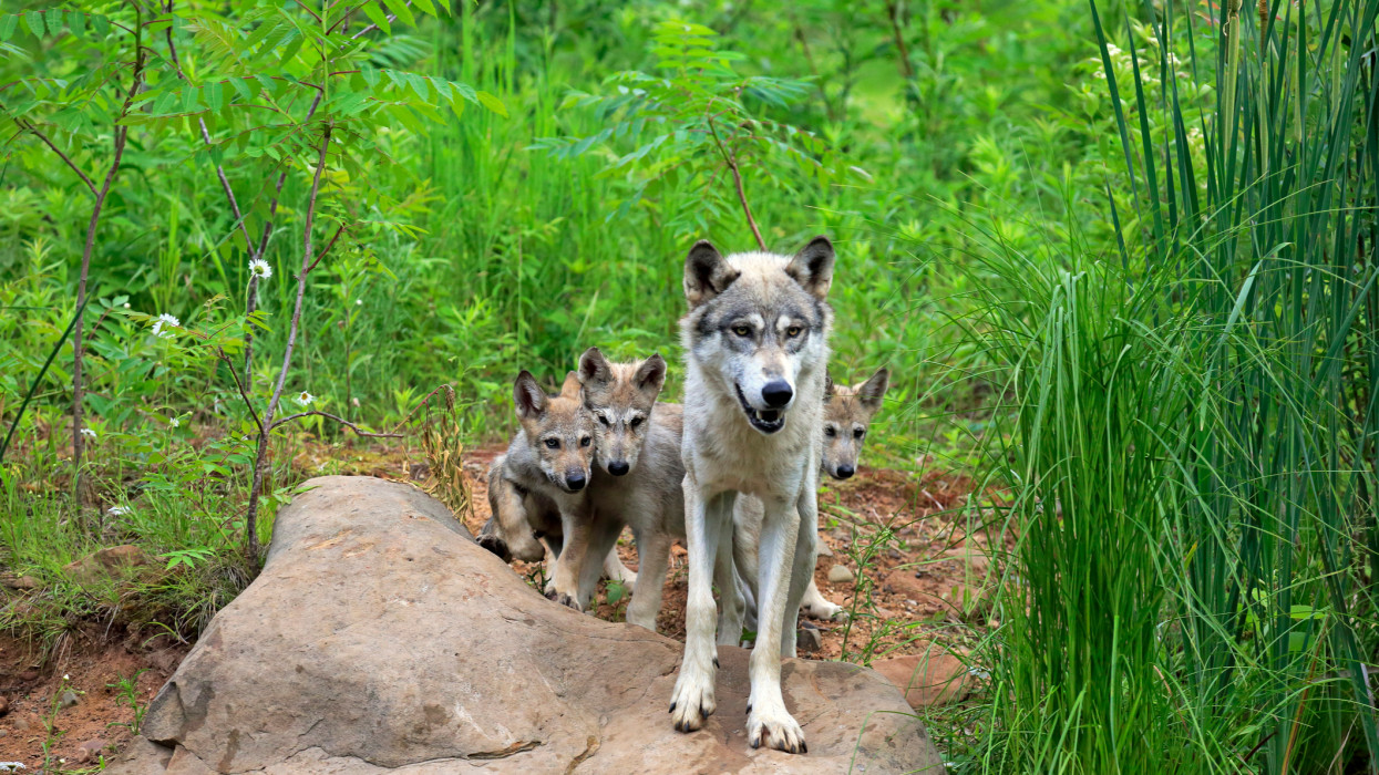 Szürke Farkas, (Canis lupus), felnőtt, felnőttek, fiatalok, fiatalok, rock, szociális viselkedés, Pine County, Minnesota, USA, Észak-Amerika, vízszintes farkas, farkasok, canid, canids, canine, kutyák, kutyák, ragadozó, ragadozók, raga