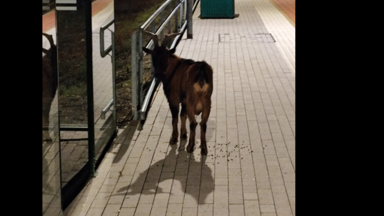 Kecske várja a vonatot a vasi falu állomásán: csak nem lekéste a hajnali ingázós járatot?